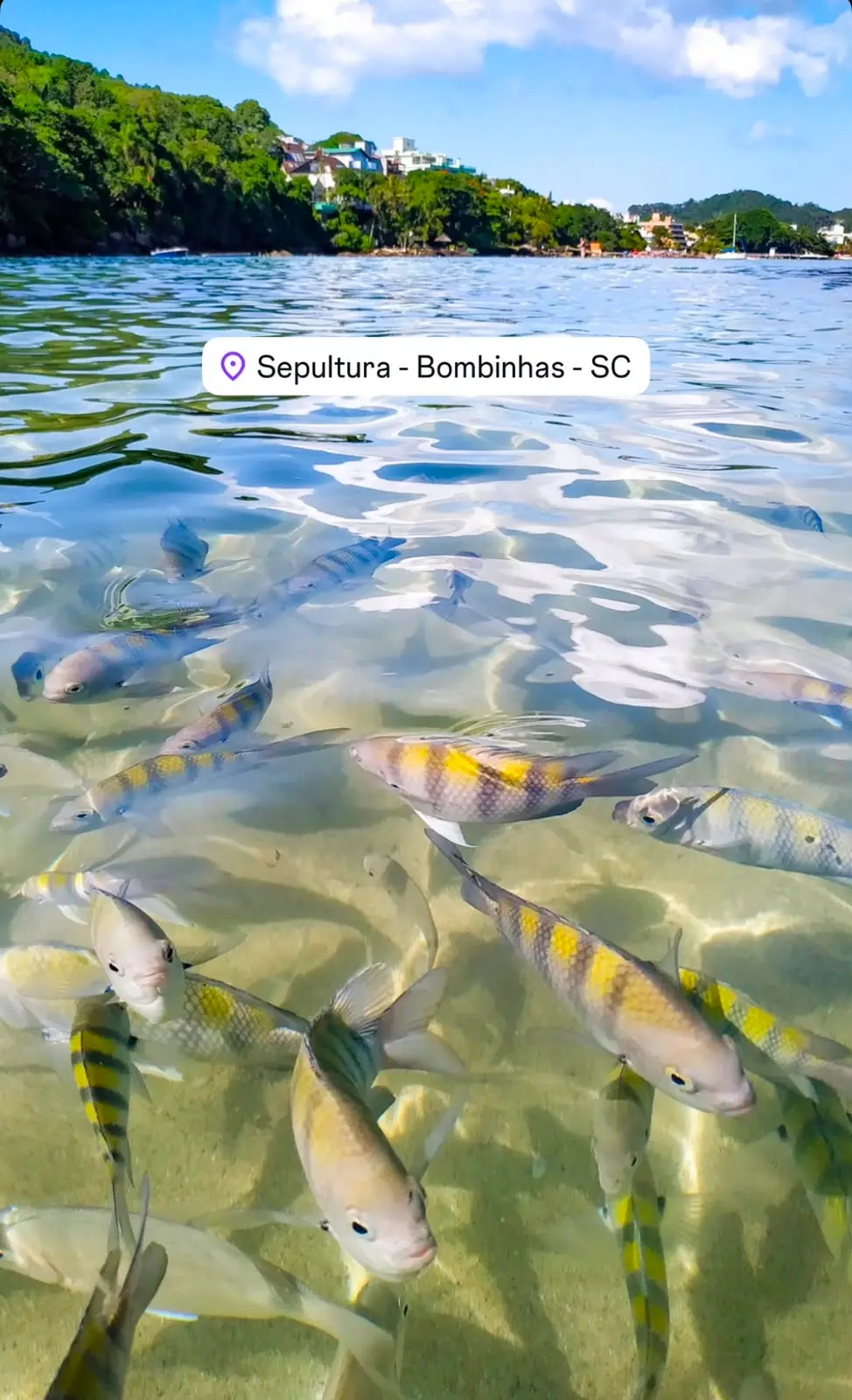 Peces Bombinhas